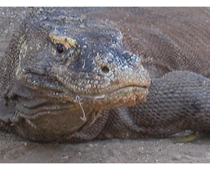 Komodo_Dragon.jpg