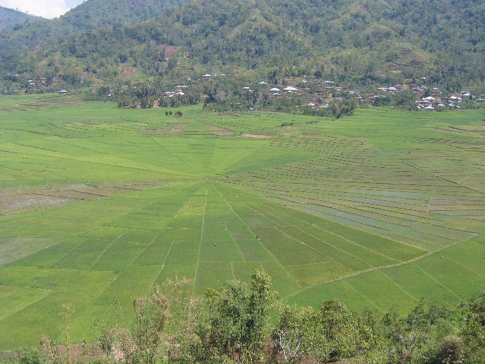 Spiderweb_ricefield.jpg
